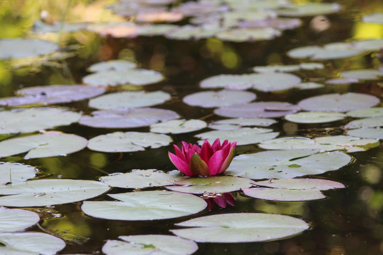 Eco-Resort Parco Botanico Fiorlago 满哥索 外观 照片