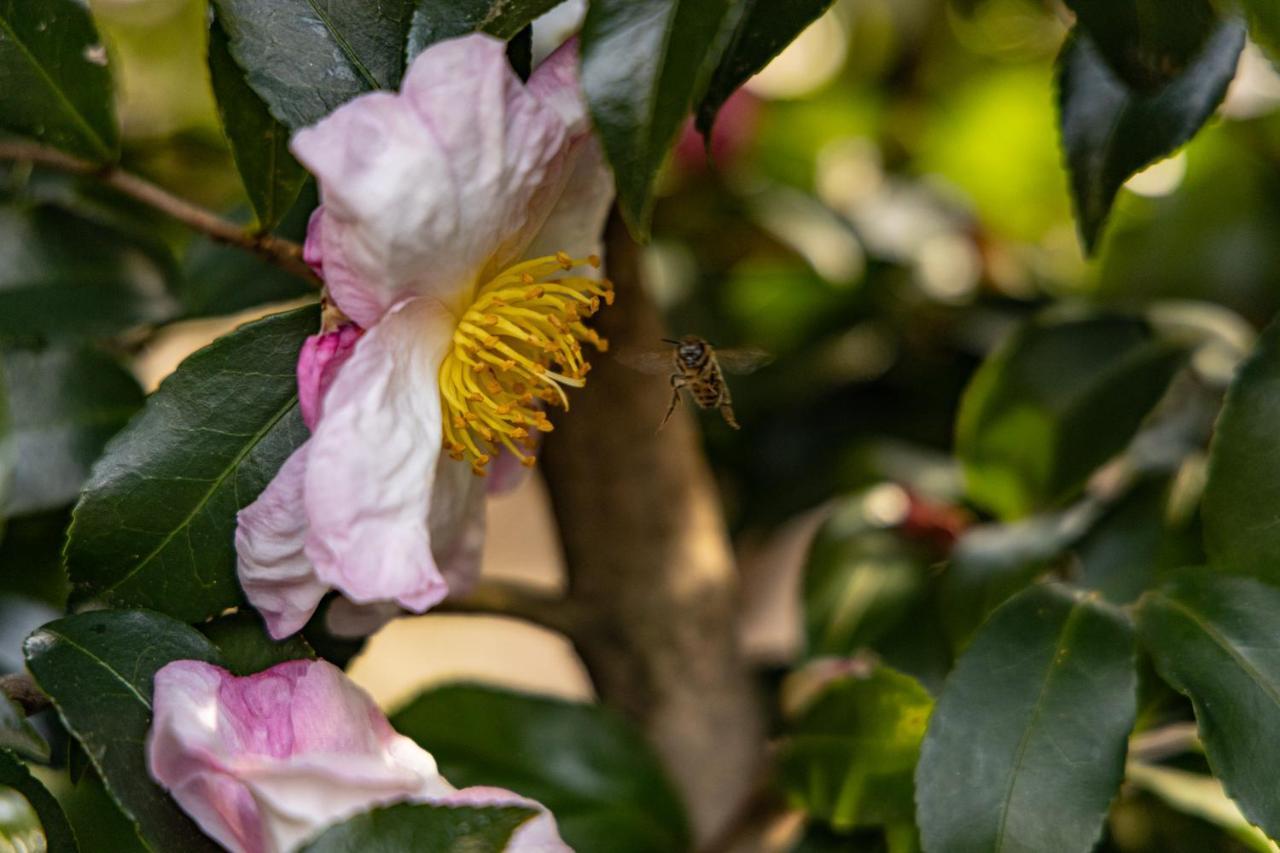 Eco-Resort Parco Botanico Fiorlago 满哥索 外观 照片